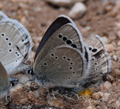 Glaucopsyche astraea