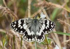 Melanargia larissa