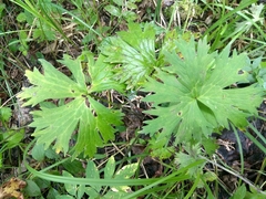 Aconitum lasiostomum