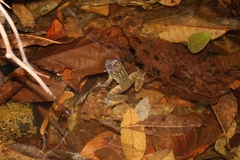 Quasipaa exilispinosa