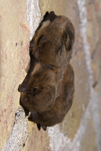 Nathusius' Pipistrelle, Dokkum, Nederland, photo 9 of 10
