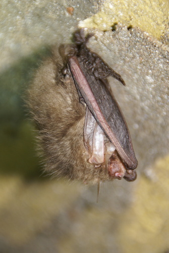 Brown Long-eared Bat, Feankleaster, Nederland, photo 7 of 10