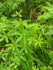 Galium intermedium