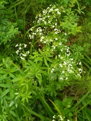 Galium intermedium