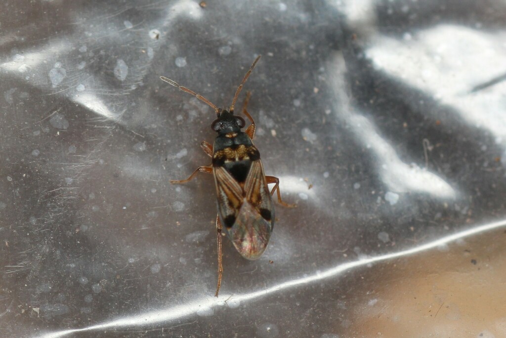 Ischnocoris flavipes