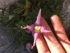 Clematis occidentalis