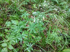 Galium intermedium