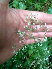 Galium intermedium