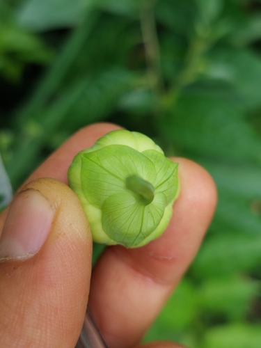 Image of Passiflora quadrangularis by (c) Daniel Mesa, some rights reserved (CC BY)