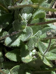 Draba paucifructa