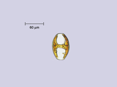 Amphora ovalis