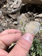 Draba paucifructa
