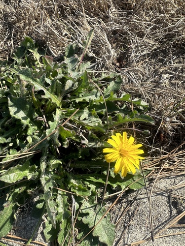 Hypochaeris radicata