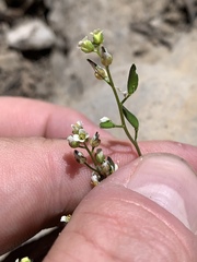 Draba paucifructa