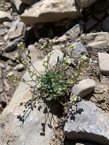 Charleston Mountain draba (Draba paucifructa)