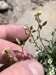 Draba paucifructa
