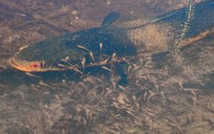 Bullseye Snakehead photo 3