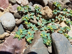 Euphorbia ocellata ocellata