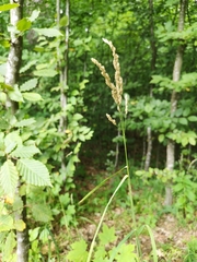 Dactylis glomerata lobata