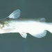 White Catfish - Photo (c) Wikimedia Commons, some rights reserved (CC BY-SA)