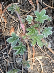 Potentilla concinna proxima