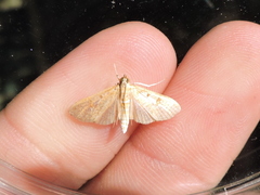 Palpita illibalis