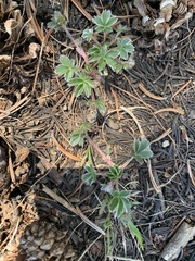 Potentilla concinna proxima