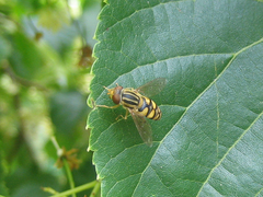 Parhelophilus integer