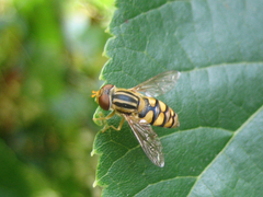 Parhelophilus integer