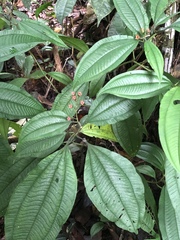 Miconia bullifera