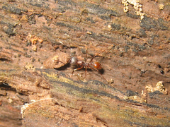 Aphaenogaster fulva