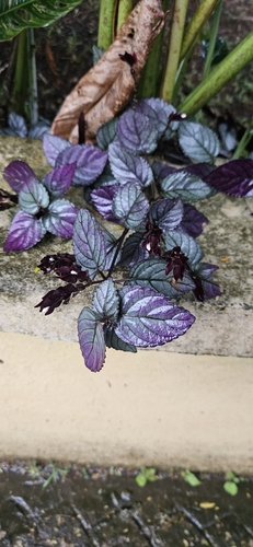 Image of Strobilanthes alternata by (c) Robert Hoard, some rights reserved (CC BY)