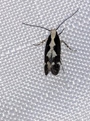 Agnippe prunifoliella