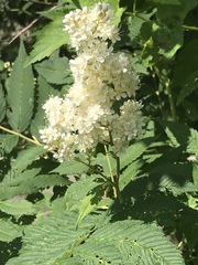 Sorbaria sorbifolia