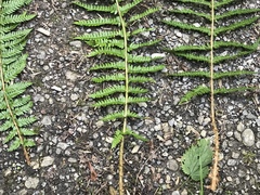 Polystichum × bicknellii