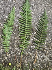 Polystichum × bicknellii