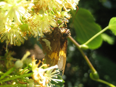 Epargyreus clarus clarus