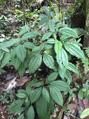 Miconia bullifera