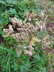 Lomatium dissectum