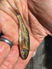 Richardsonius balteatus