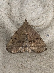 Zanclognatha dentata