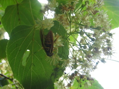 Spilomyia alcimus