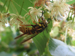Spilomyia alcimus