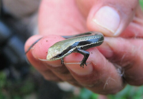 Western Amazon Mabuya