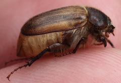 Amphimallon ruficorne
