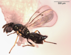 Diglyphus