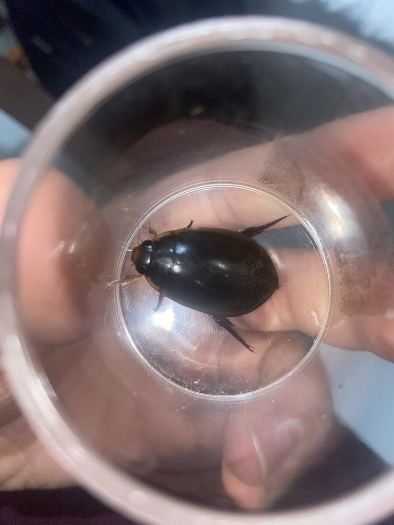 Trifurcitus