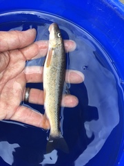 Pantosteus discobolus