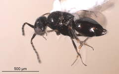 Aphanogmus
