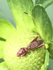 Paraxenetus guttulatus